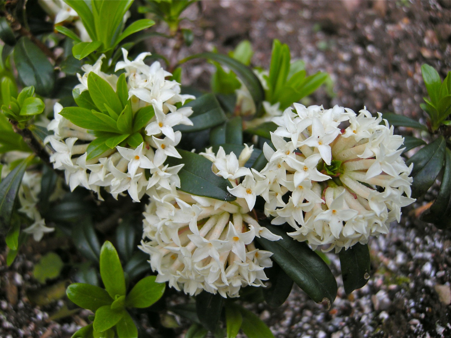 Thymelaeaceae Alchetron, The Free Social Encyclopedia